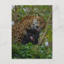 Pesquisar por jaguar cartoes postais Panthera onca