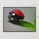 Pesquisar por ladybug cartoes postais Fofofo