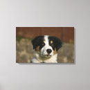 Pesquisar por border collie de de impressão de canvas Prumo e pam langrish