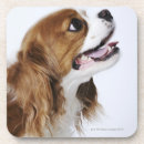 Pesquisar por lateral porta copos Animal