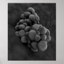 Pesquisar por bioquímica pôsteres pósteres Micro organismo