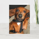 Pesquisar por cute dachshund cartoes Dog