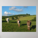 Pesquisar por burro pôsteres pósteres Campo