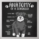 Pesquisar por miniature schnauzer pôsteres pósteres Cachorrinho