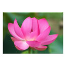 Pesquisar por flor de lótus pósteres Planta aquática