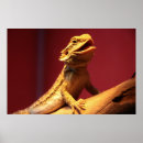 Pesquisar por réptil alegre Lagarto