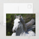 Pesquisar por cavalo andaluz cartoes postais Raça
