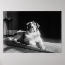 Pesquisar por st bernard Canino