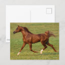 Pesquisar por cavalo árabe cartoes postais Animal