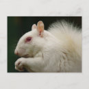Pesquisar por esquilo branco cartoes postais Albino