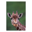 Pesquisar por impala pôsteres pósteres Animal