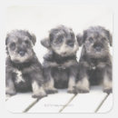 Pesquisar por cão schnauzer adesivos Animal