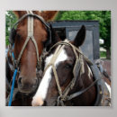 Pesquisar por pinto cavalo pôsteres pósteres Cavalos