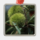 Pesquisar por árvore fruta ornamentos Verde