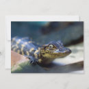 Pesquisar por jacaré para cartoes Animais selvagens