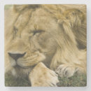 Pesquisar por mcdonalds porta copos Vida selvagem