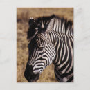 Pesquisar por zebra cartoes postais Africano