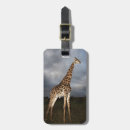 Pesquisar por camelopardalis do giraffa Animais selvagens