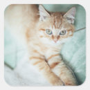 Pesquisar por gato doméstico adesivos Parte do corpo animal