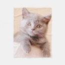 Pesquisar por shorthair britânico Gato do shorthair