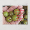 Pesquisar por frutos cartoes postais Vinho
