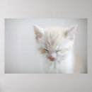 Pesquisar por veterinários pôsteres pósteres Gatos