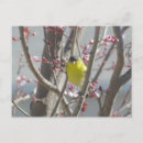 Pesquisar por pássaro preto e amarelo cartoes postais Rosa