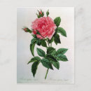 Pesquisar por redoute cartoes postais Rosa