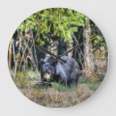 Pesquisar por urso preto Animais selvagens