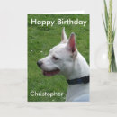 Pesquisar por staffordshire bull terrier cartoes Feliz aniversário