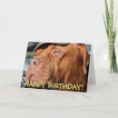 Pesquisar por mastiff francês cartoes Dogue de bordeaux