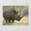 Pesquisar por rhino cartoes postais Selvagem