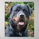 Pesquisar por rottweiler pósteres Canino