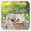 Pesquisar por gato bonito adesivos Felino