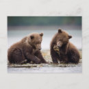 Pesquisar por brown bear cartoes postais Ursos pardos