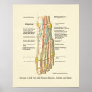 Pesquisar por tornozelo pósteres Pé