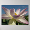 Pesquisar por flor lotus azul pósteres Para todos