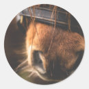 Pesquisar por cavalo marrom adesivos Equestre