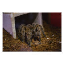 Pesquisar por aracnídeo artes pósteres Tarantula