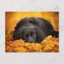 Pesquisar por raça pura cartoes postais Animais domésticos