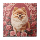 Pesquisar por pomeranian azulejos Animal
