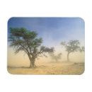Pesquisar por kalahari imas Deserto