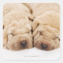 Pesquisar por shar pei adesivos Animal
