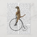 Pesquisar por flores antigas cartoes postais Meerkat