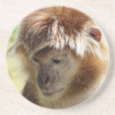 Pesquisar por macaco bonito copos bares Animais selvagens