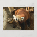 Pesquisar por panda cartoes postais Animal selvagem