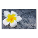 Pesquisar por do plumeria cartao de visita Frangipani