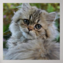 Pesquisar por gato persa bonito artes pósteres Natureza