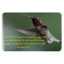 Pesquisar por zumbido imas Colibri