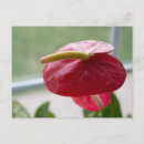 Pesquisar por flores vermelhas cartoes postais Qualquer pessoa